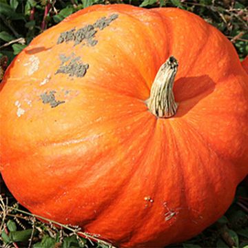Halloween Pumpkin Jack O'Lantern - Cucurbita pepo