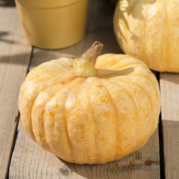 Pumpkin Rouge Vif dEtampes - Cinderella