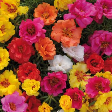 Portulaca grandiflora Sundial Mix