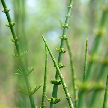 Equisetum fluviatile