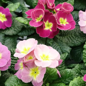 Primula pubescens Plums & Custard - Tyrol Primrose