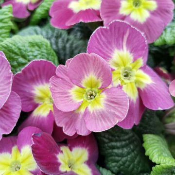 Primevère Oreille d'ours - Primula auricula Plums & Custard