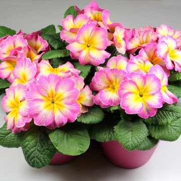 Primula vulgaris Lipstick- English Primrose