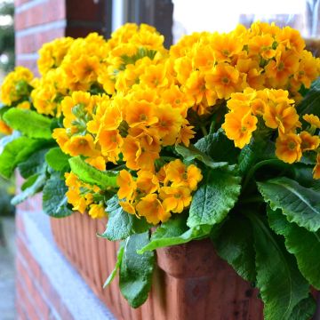 Primula Colibri Aztec Gold - Oxlip