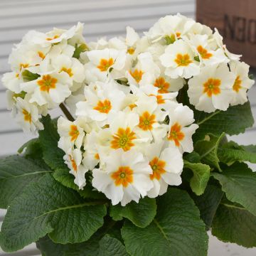 Primula Colibri With Orange Eye - Oxlip