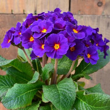 Primula elatior Veristar Late Blue - Oxlip