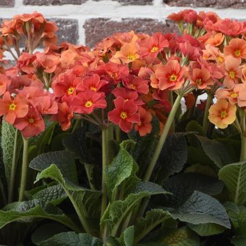 Primula eliator Veristar Late Marmelade - Oxlip