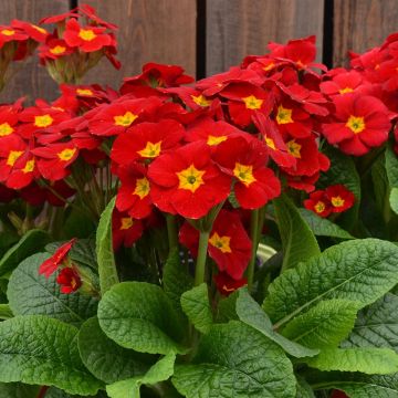 Primula eliator Veristar Late Red F1 - Oxlip