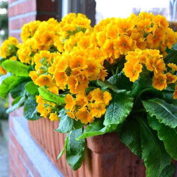 Primula eliator Veristar Yellow Gold - Oxlip