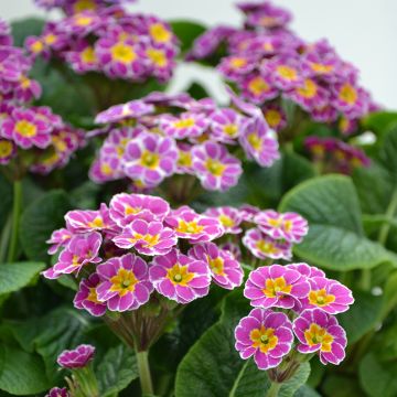 Primula eliator Violet Laced - Oxlip