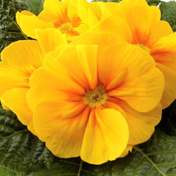 Primula vulgaris Rambo F1 Yellow Gold - English Primrose