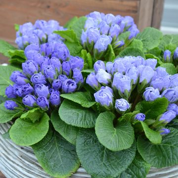 Primula vulgaris Rosebud F1 Crocus blue - English Primrose