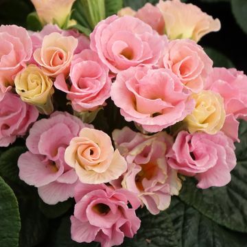 Primula vulgaris Rosebud F1 Tutti frutti - English Primrose