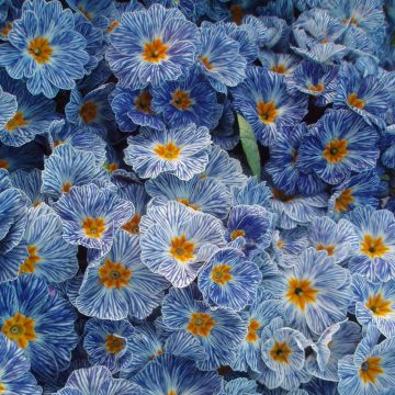 Primula vulgaris Zebra Blue- English Primrose