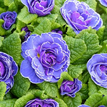 Primula vulgaris Belarina Amethyst Ice- English Primrose