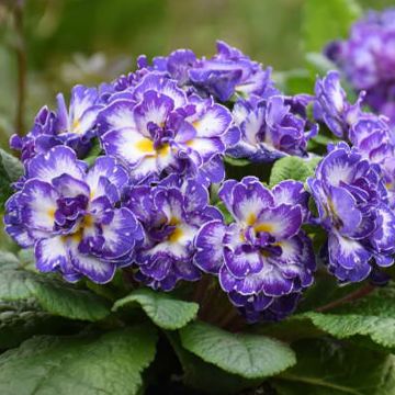 Primula vulgaris Belarina Blue Ripples- English Primrose