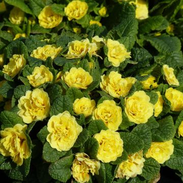 Primula vulgaris Belarina Buttercup Yellow - English Primrose