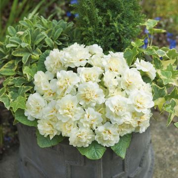 Double Primrose Primula Belarina Cream - Primula vulgaris