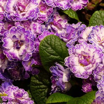 Primula vulgaris Belarina Lively Lilac- English Primrose