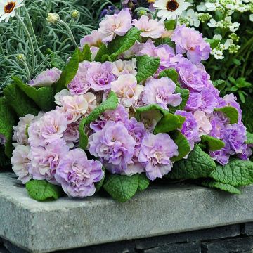 Primula vulgaris Belarina Pink Champagne - English Primrose