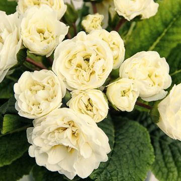 Primula vulgaris Belarina Vanilla- English Primrose