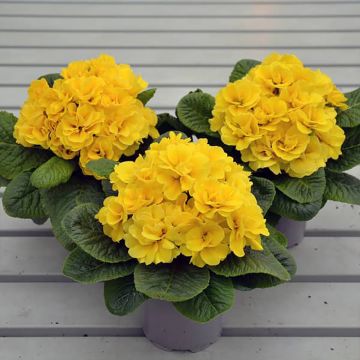 Primula Rubens Yellow F1 - Primrose