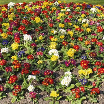 Primula Crescendo Mix - Oxlip