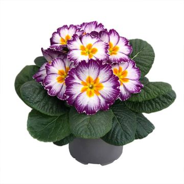 Primula polyanthus Ambie Violet Flame F1 - Hose-in-hose