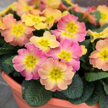 Primula hybrida Chameleon F1 - Primrose