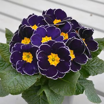 Primula Charlie Deep Blue Edge F1 - Primrose