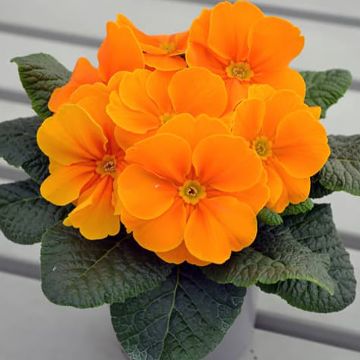 Primula Charlie Orange F1 - Primrose