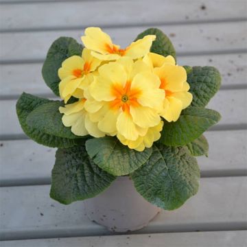 Primula polyanthus Evie Lemon Cream F1 - Hose-in-hose