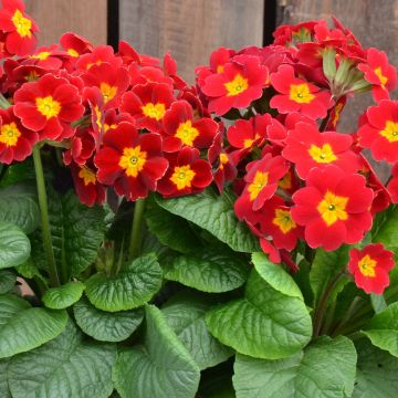 Primula elatior Colibri Red Shades - Oxlip