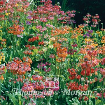 Primula candelabra Hybrids