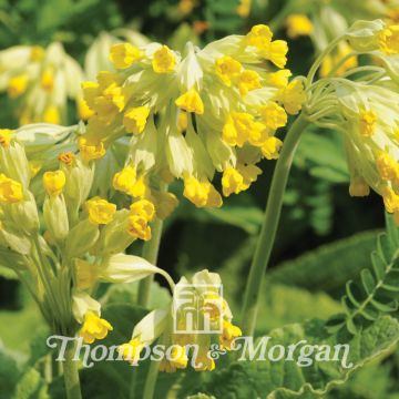 Primula veris Seeds - Cowslip