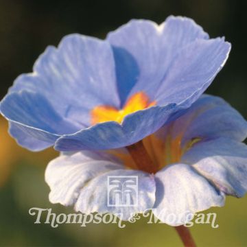 Primula tommasinii You And Me Blue - Primrose