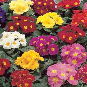 Primrose vulgaris Perle dAlsace Mix