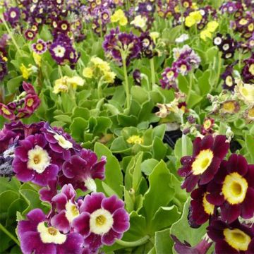 Primula x pubescens Mix - Tyrol Primrose