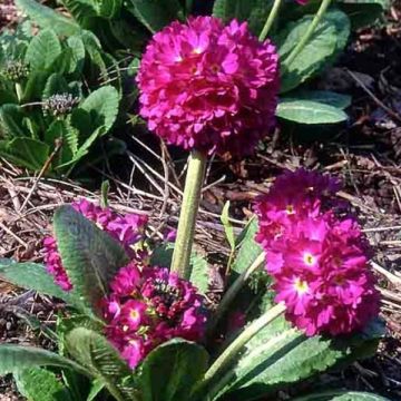 Primula denticulata Rubin - Primrose