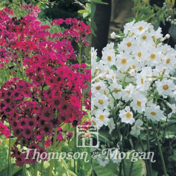 Primula japonica Mixed