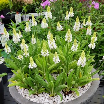 Primula vialii Alison Holland - Vial's Primrose