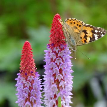 Primula vialii - Vial's Primrose