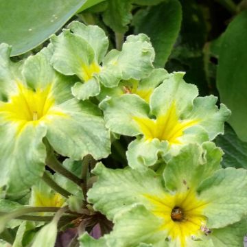 Primula vulgaris Francesca - English Primrose