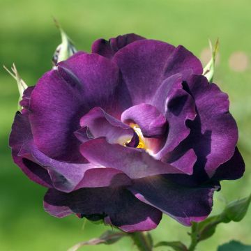 Rosa Princesse Sibilla de Luxembourg - shrub or climbing rose