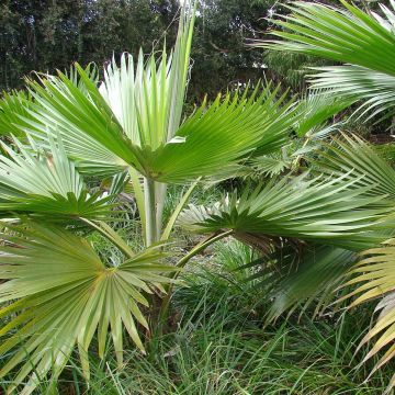Pritchardia hillebrandii - Hillebrand's Fan Palm