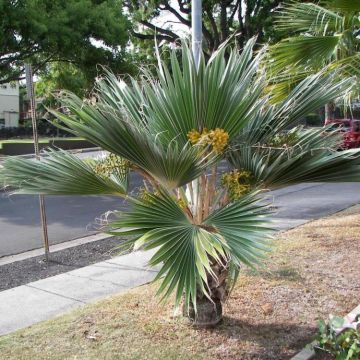 Pritchardia hillebrandii Blue Moon - Hillebrand's Fan Palm