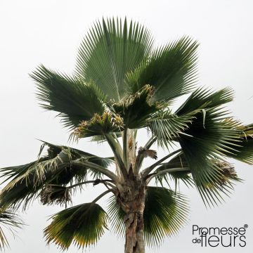 Pritchardia pacifica - Fiji Fan Palm