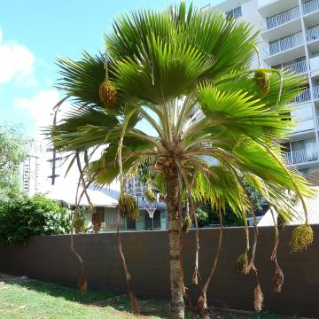Pritchardia thurstonii - Pritchardia Palm