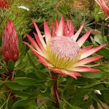 Protea Pink Crown