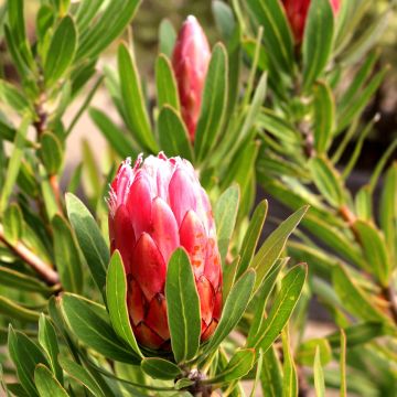 Protea neriifolia (x) susannae Pink Ice